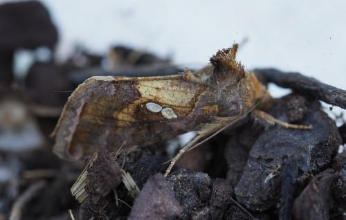Chrysodeixis chalcites